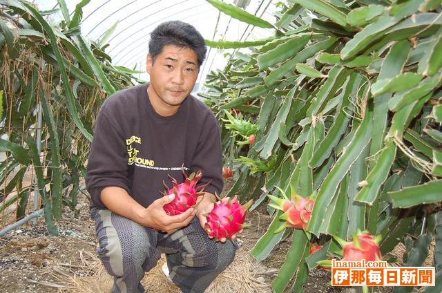 ドラゴンフルーツを栽培、営利作物としての栽培は県内唯一