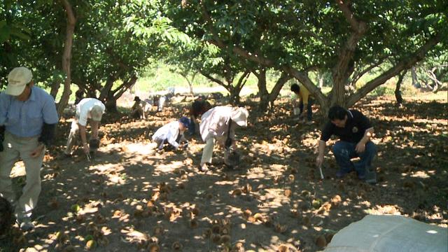 栗くり坊主園　観光客でにぎわう