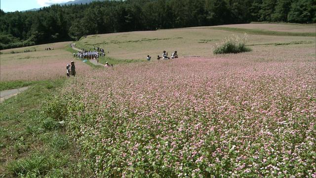 箕輪町上古田の赤そば色付き始め