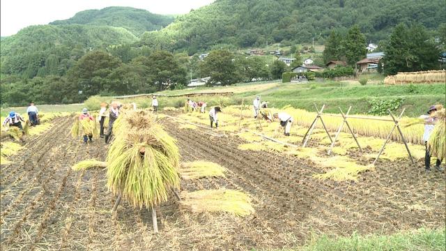 早稲田大の公開講座受講生が稲刈り