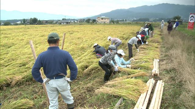 新宿の小学生が稲刈り体験