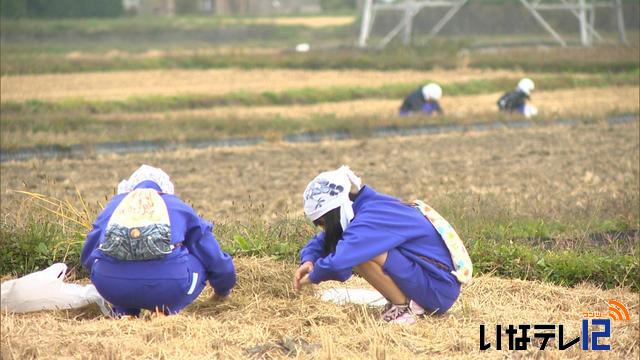 南箕輪中　恒例落ち穂拾い