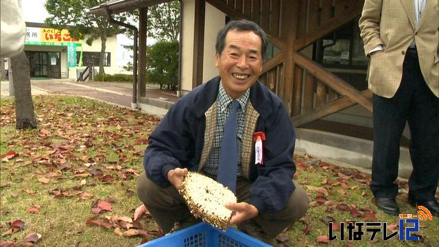 地蜂の巣の重さ競う