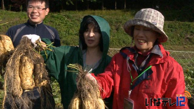 耕作放棄地で焼酎芋の収穫体験