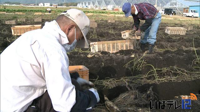 いも焼酎南箕輪会　サツマイモ収穫