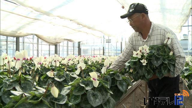 シクラメンの出荷　始まる