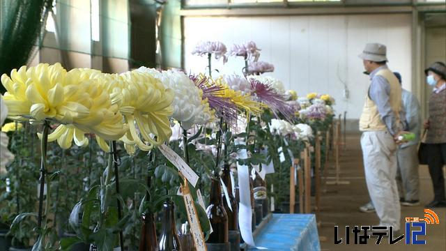 伊那千秋会　菊花大展示会