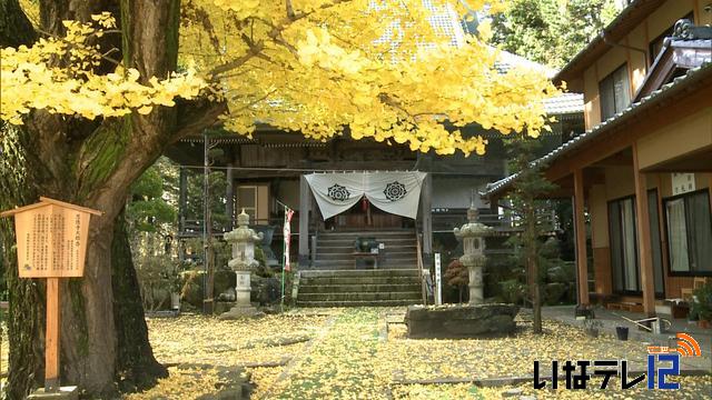 南箕輪村恩徳寺　イチョウ見ごろ