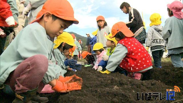 上古田でチューリップの球根植え