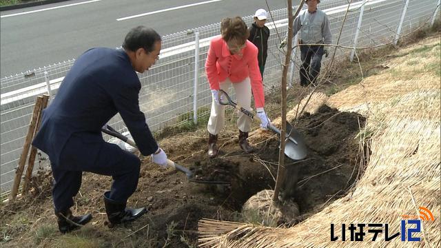 マロニーにタカトウコヒガンザクラ植樹