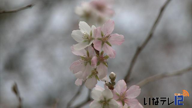 伊那公園でシキザクラ見ごろ