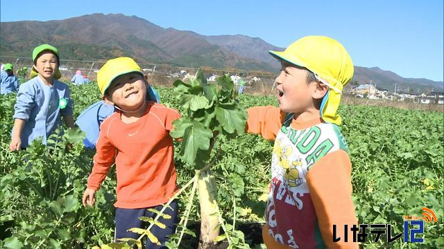 園児が大根の収穫体験