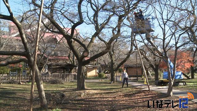 高遠城址公園で桜の冬支度