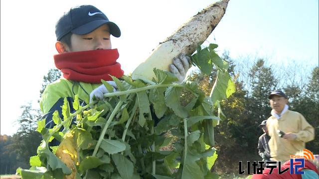 下殿島子ども農園で冬の野菜収穫