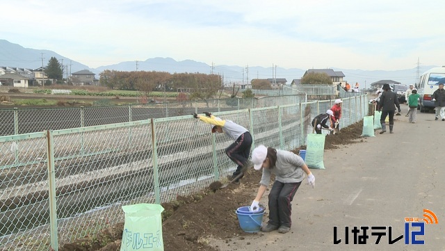 西天の水路脇に水仙の球根植える