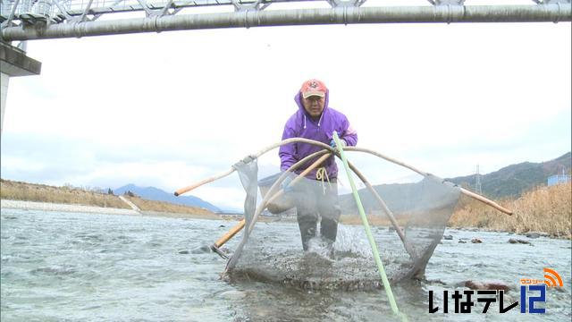 伊那谷の冬の風物詩　ザザムシ漁解禁