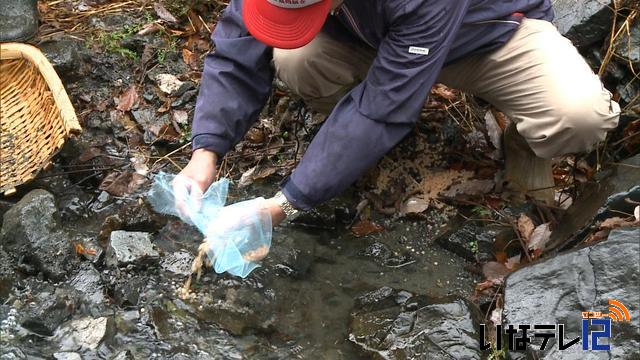 岩魚の卵2000粒を埋設放流