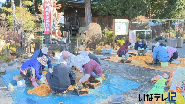 恩徳寺　銀杏種取り作業