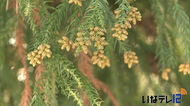 花粉飛散2月中旬