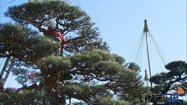 満光寺で雪吊り作業