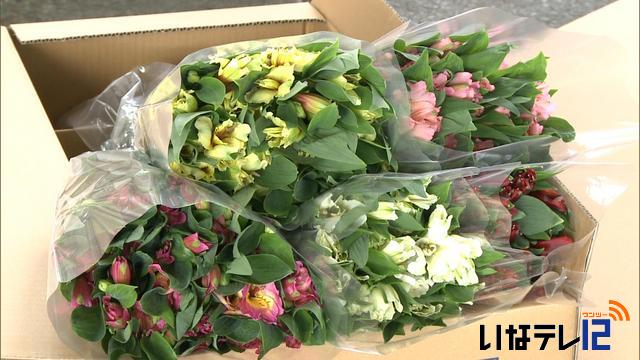 上伊那の冬の花　アルストロメリア出荷本格化