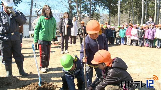 西箕輪保育園で桜の植樹