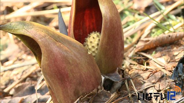 横山ザゼンソウ群生地見頃