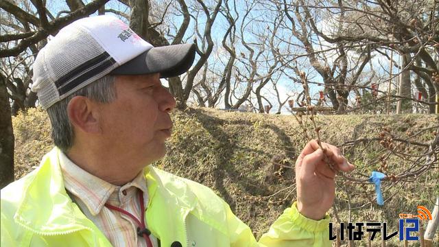 開花「待ち遠しい」　天下第一の高遠城址の桜