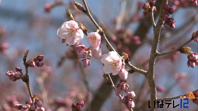 5月下旬並みの気温　伊那市で桜開花