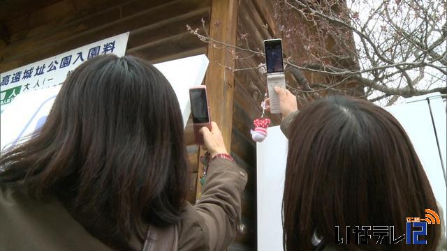 高遠城址公園の桜　開花宣言お預け