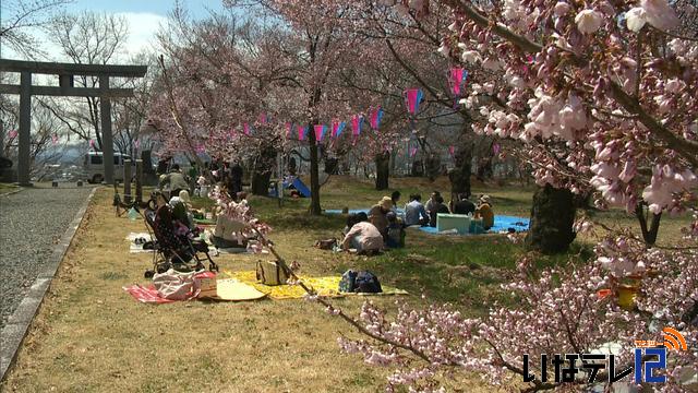 お花見日和　多くの人で賑わう