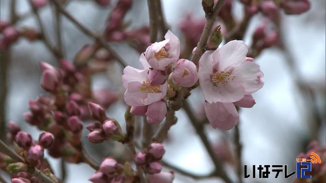 高遠城址公園　開花宣言