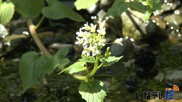 白く清らかに　ワサビの花咲く