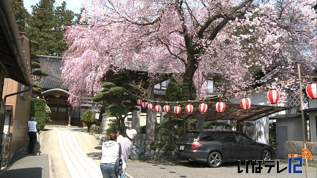 伊那市長桂寺の桜見頃