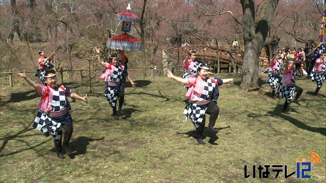 高遠城址公園　花見ムード満開