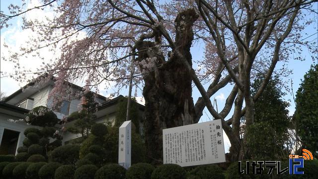 桜シリーズ(1)　伊那市西町　伯先桜