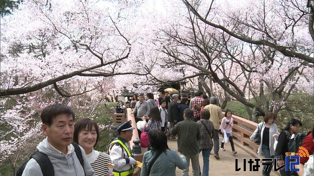 高遠城址公園の桜が満開