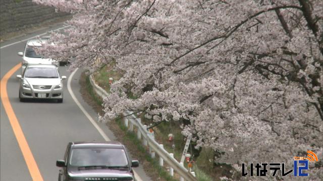 地域の桜シリーズ　美篶桜トンネル