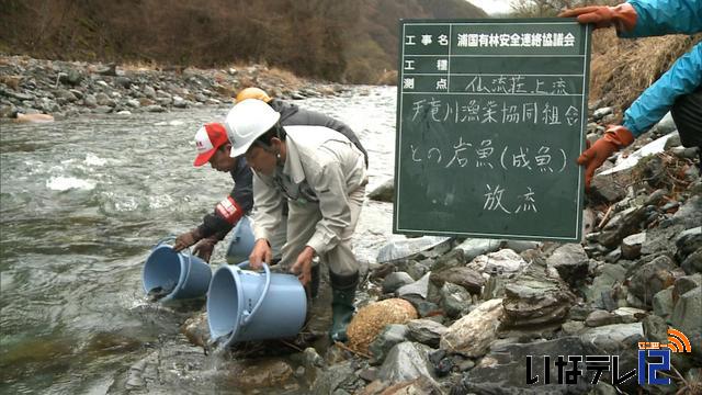 天竜川漁業協同組合　イワナ放流