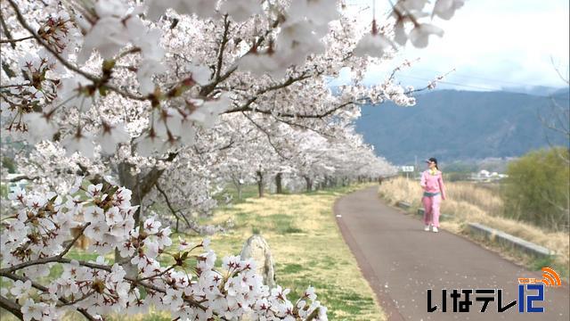 桜シリーズ　三峰川堤防桜並木