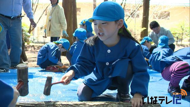 園児がシイタケの菌打ちを体験