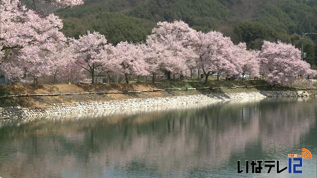 桜シリーズ 六道の堤 ニュース 伊那谷ねっと