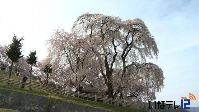 高遠町勝間の枝垂れ桜　満開