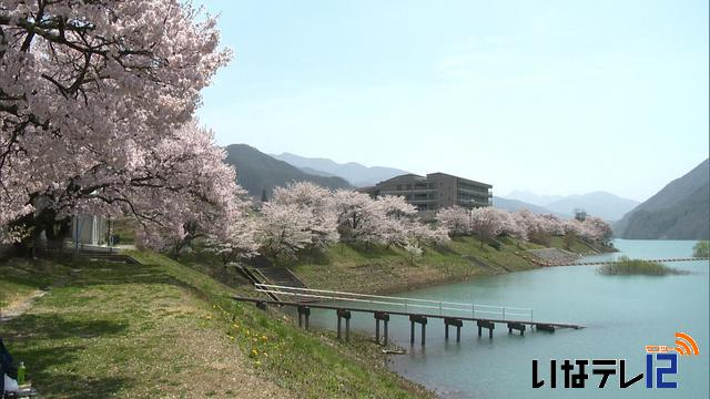 桜シリーズ　長谷美和湖周辺の桜