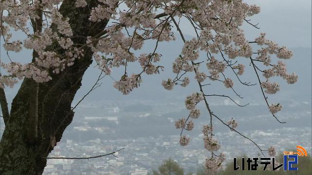 桜シリーズ　西春近細ヶ谷桜