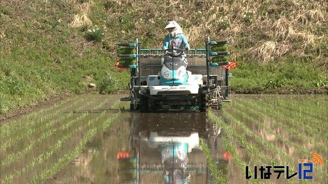 伊那市手良で一足早く田植え