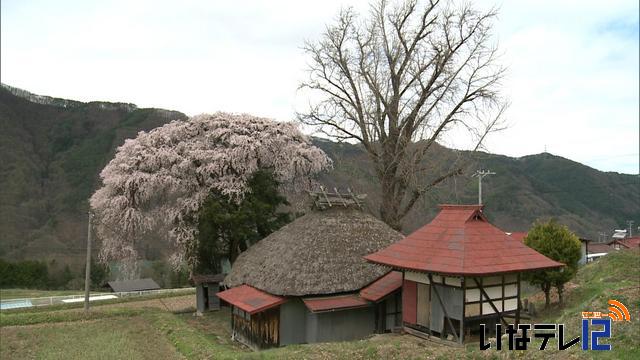 桜シリーズ　桑田薬師堂