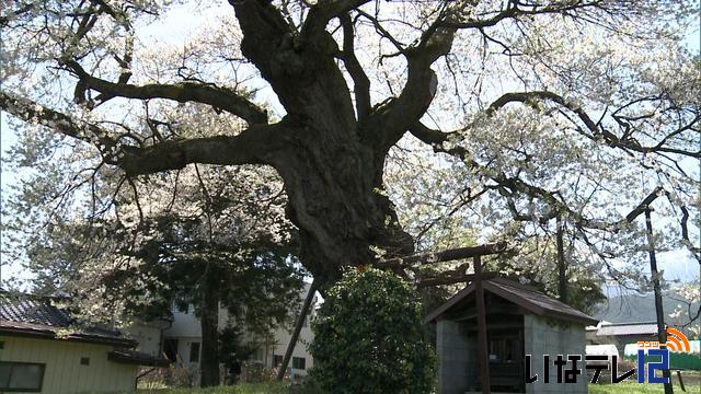 桜シリーズ　箕輪中曽根権現桜