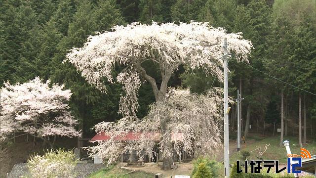 桜シリーズ　藤沢の枝垂れ桜