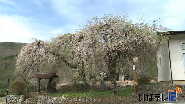 桜シリーズ　片倉南原お堂